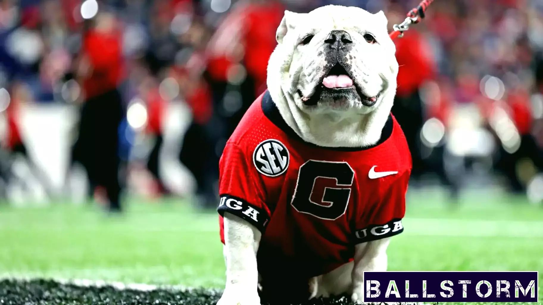 Analyst Forecasts Georgia Bulldogs to Face Oregon Ducks in Championship Showdown